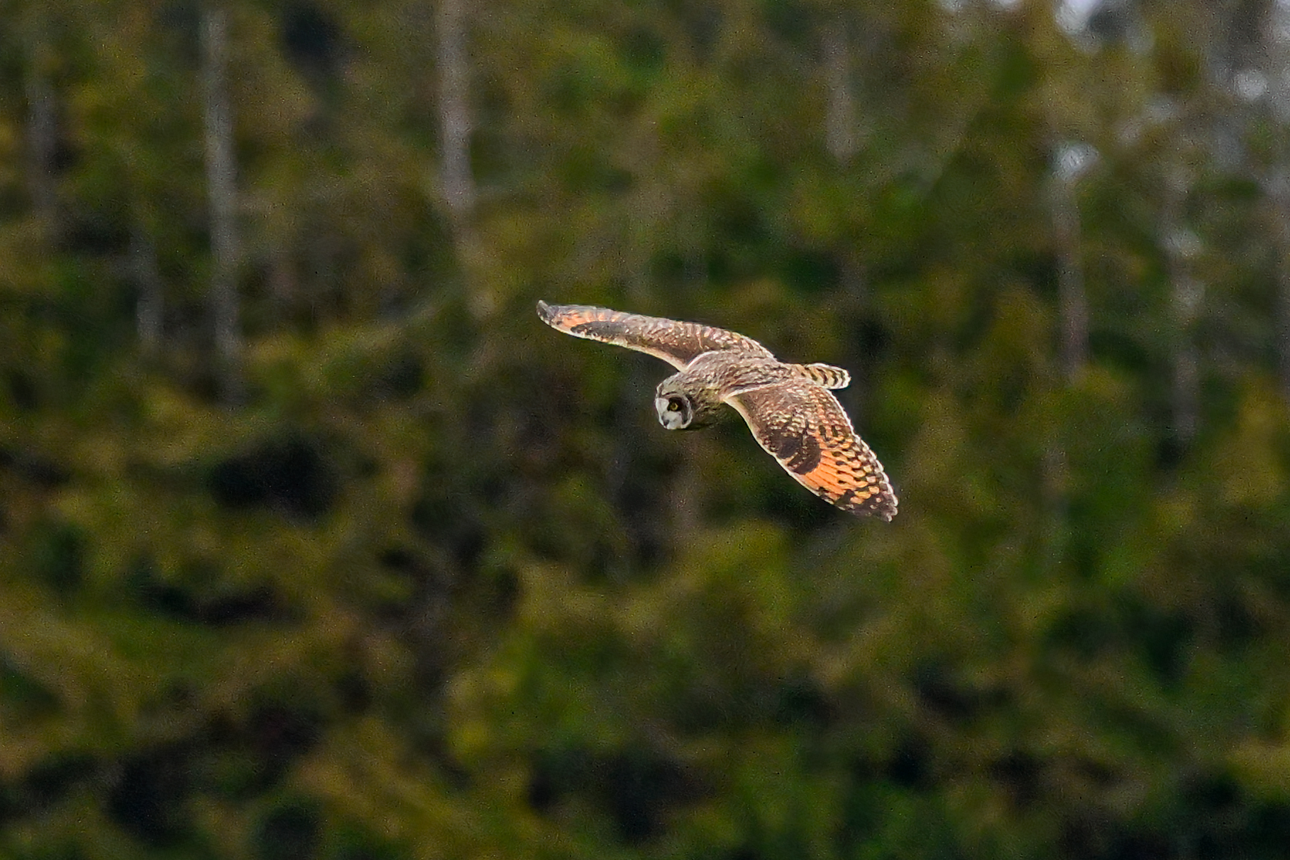 Short-eared Owl